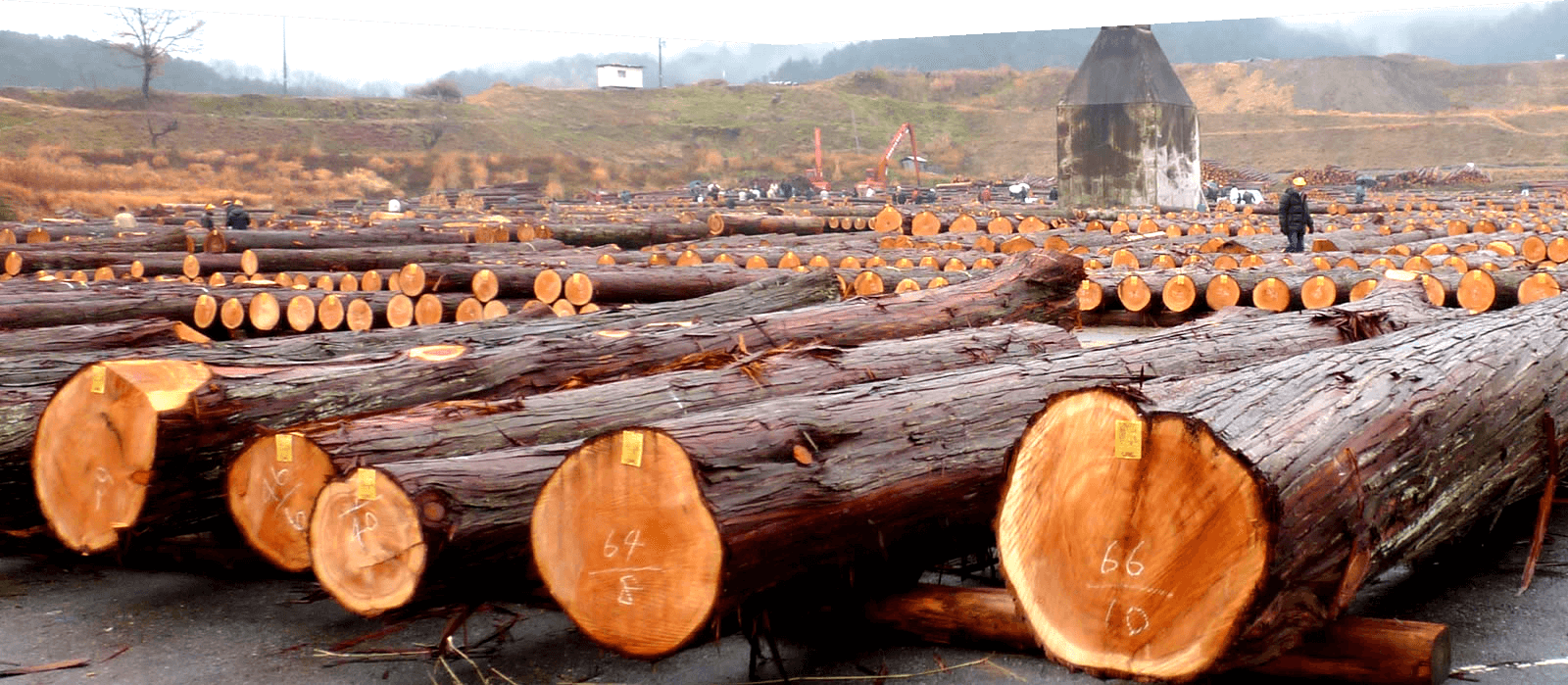 木材市場から直接仕入れを行う国産木材